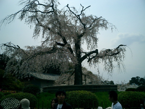 CIMG0472.JPG